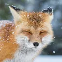 fuchs1001