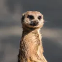 patscli