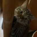 di_vibil