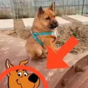 scooby.757