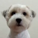 carlo_aquino09