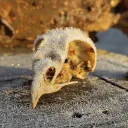 tordialcorgi52