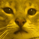 avatar sakuraipek