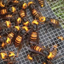 avatar one hundred evil hornets