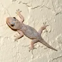 lizard10. avatar