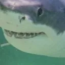 megaiiodon