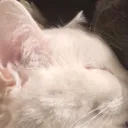 imbabebee