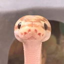 snek9224's Avatar