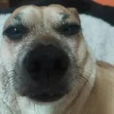 prrolokendo