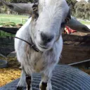 the.goat.boy