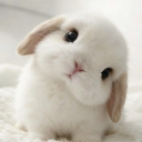 avatar 兎 🐇