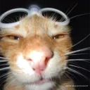 .cate. avatar