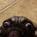 perrobomva