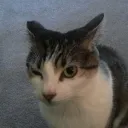 r3_vl