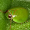monarch_4033