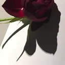 __emilirium__8787