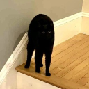 avatar 黑猫喝奶茶