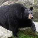 rdbear999