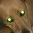 jezen_volk