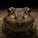 bonniej4