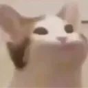 fluffygingerboi