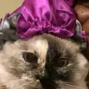 kitnatbee