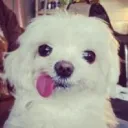 wvthoog