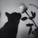 avatar 𝒍𝒙𝒚1𝒉𝒔