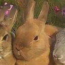 avatar ꧁BoomHasBombs꧂