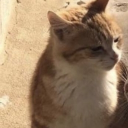 avatar 냐옹이저격