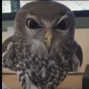 meisfur avatar
