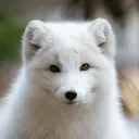 seja_arctic_fox