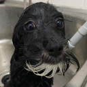 avatar Violt Dreivil