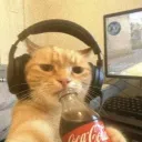 tradertpee
