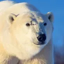 polarflurry