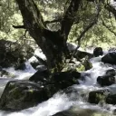 tree006
