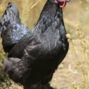 bigblackcock_senior2866