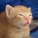 pedgux