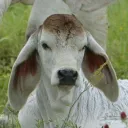 cowboy80085