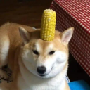 avatar Cornshiba