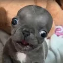 breadbear9