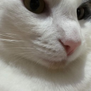 thxndor member profile picture