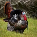 turkwylwgs avatar