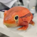 kactom