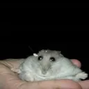 iamboyoftheshadow