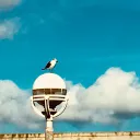 ornithobiography