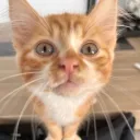 mandodb avatar