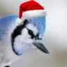 lujay7 avatar