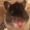 singendeshuhn