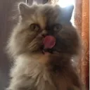 cindyloraco